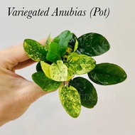 Variegated Anubias (Pot) 10-12cm Height - Live Aquatic Plant
