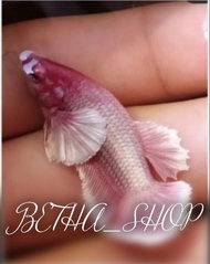 Tercantik Ikan cupang female dumbo ear promo