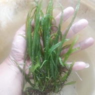 kadaka needle aquascape microsorum