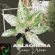 Aglaonema Snow Dream Live Plants