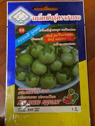 泰國茄子種子 矮瓜 蔬果 園藝 Thai mini eggplant seed plant gardening