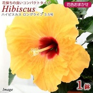 （観葉植物）ハイビスカス　ロングライフ　花色おまかせ　３．５号（１ポット）