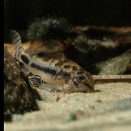 ikan hias corydoras paleatus ikan pemakan kotoran dan alga