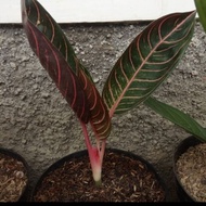 Tanaman Hias Aglonema Red Sumatra - Pohon Aglonema Red Sumatra