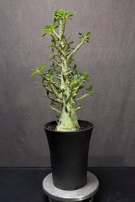 塊根植物 大尺寸巨琉桑