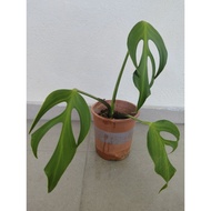 Monstera Burle Marx Flame