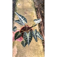 Hotplant/Alocasia/indoorplant