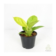 Treeno.9 T50 ฟิโลมูนไลท์ (กุมารเรียกทรัพย์) (Philodendron Moonlight) กระถาง 5-8 นิ้ว  ใบสวยเงางามสะท้อนแสงเหมือนพระจันทร์