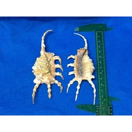 Xinbao Whole Store Shipment over 200 Yuan Shell DIY Scorpion Snail 12-13cm Single Piece 80 Yuan