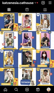 Kucing Mainecoon Pure - Kitten - Sudah vaksin - Bonus perlengkapan