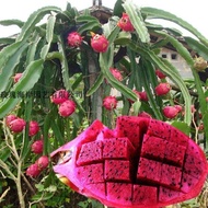 Dragon Fruit Seed Four Seasons North South Easy Planting Indoor Balcony Potted Fruit Plant Seed