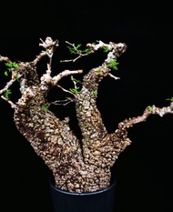 (360) 列加氏漆樹　The elephannnt tree/ Operculicarya decaryi /  塊根植物 Caudex / 另售象牙宮、龜甲龍、念珠橄欖、橄欖樹、象足漆樹