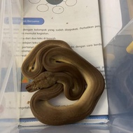 Retic super tiger golden child het albino
