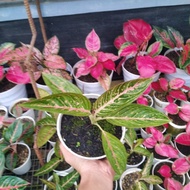 Aglaonema Legacy Hijau