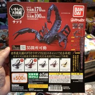Bandai 扭蛋 動物 生物  昆蟲 大圖鑑 蠍子 35個關節可動  全5款 scorpion