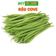 Dwarf Cove Bean Seeds Grow Healthy, Grow All Year Round - h2t farm