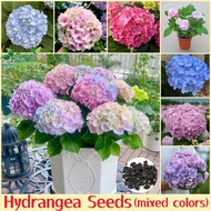 Ready Stock 50pcs/bag Mixed Color Hydrangea Seeds Garden Flower Plant Seed Perennial Flowers Bonsai 