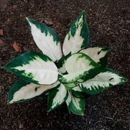 Aglonema Kochin Escada murah