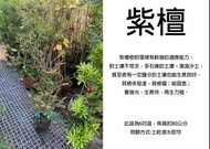 心栽花坊-紫檀/楓港柿/6吋/高經濟植物/綠籬植物/綠化植物/售價250特價200