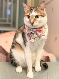 三角頸巾 - 花花布打領結 (2色)