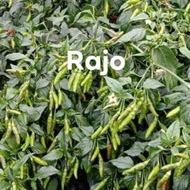 Biji Benih Cili Api RAJO Pedas Panah Merah Chili RAJO Seed Cili Padi Cili Api Kampung - 10 Seed