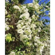 Keratan Bunga KERTAS PUTIH ( RM 1.80 , 1 keratan ) cutting white bougainvillea
