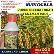 Pupuk Pelebat Buah Padi Sawah Terbaik MANGGALA 500ML Pupuk Padi Semprot Penyubur Tanaman Padi Pupuk 