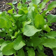 50 pcs benih salad arugula arugula seed benih gargil veggie seed plants seed Benih sayur murah