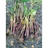 anak benih pisang Emas, nangka dan wak