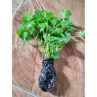Bibit daun pegagan Bibit tangkai pegagan