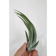Tillandsia Weberi TI