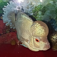 Ikan louhan Thaisilk