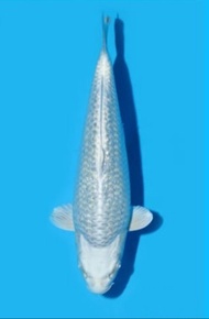 Ikan Koi Import ID48 - Kawari Ginrin 35BU up - Oyama Koi Farm - SQ