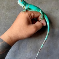 blue iguana baby