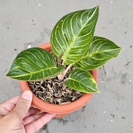 Tanaman hias Aglaonema / aglonema ajisaka serat