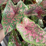 Keladi Pink Leapord/caladium real live plant (special and rare)