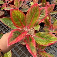 Tanaman Aglaonema Khanza | Aglonema murah | Aglaonema