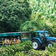 Tour Ngày Thế Giới Trái Cây Nhiệt Đới Byron Bay (Tropical Fruit World Byron Bay)
