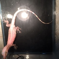Varanus salvator albino t+ locality jawa barat