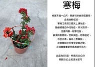 心栽花坊-寒梅/木瓜花/5吋/盆景素材/梅花/冬季限定過季無貨/售價260特價200