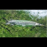 ikan aligator florida gar