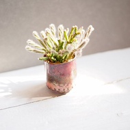 Mini Plant in Maroon琺瑯植栽系列-品紅 │猿戀葦