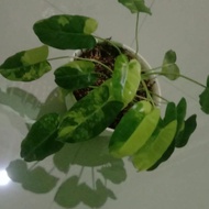PPC tanaman hias philodendron burle marx varigata