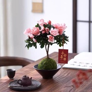 Moss Ball Azalea Potted Plant Old Stump Hydroponic Plant Indoor Balcony Living Room Bonsai Flower Gr