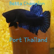 Ikan Cupang Aduan Import Thailand