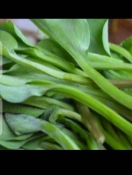 genjer sayur seger/sayur genjer