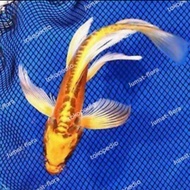 koi metalik slayer kumpay kuning mas ikan kolam size 15cm