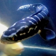 Propr | Hiasan Aquarium Ikan Channa Toman Ikan Hias Ikan Predator Big