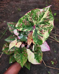 Umbi Caladium seven diamond - keladi hias hybrid import thailand