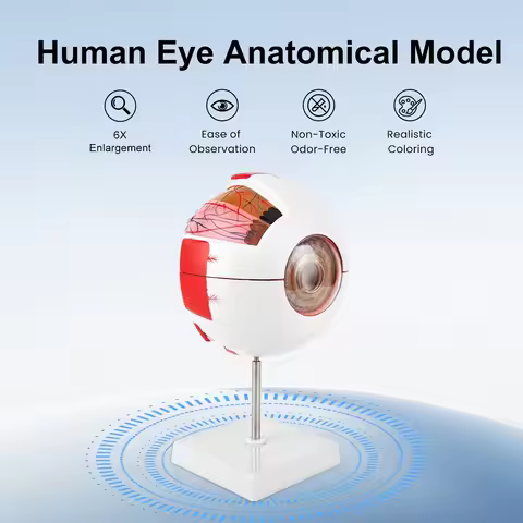 Eyeball Model Anatomical Eye Model Medical Learning And Teaching Instrument Medical Science Teaching